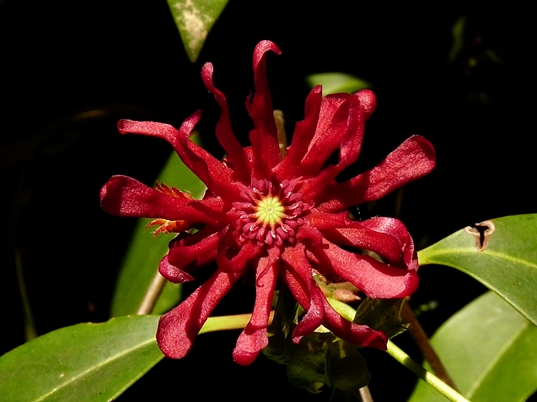 {Illicium floridanum}